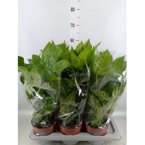 Fatsia japonica   ...