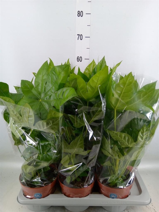 <h4>Fatsia japonica ...</h4>