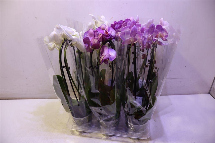 <h4>arr8 Phal El Cascade</h4>