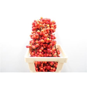 F Malus Red Sentinel 70cm