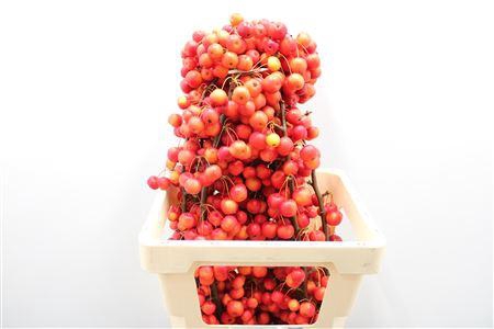 <h4>F Malus Red Sentinel 70cm</h4>