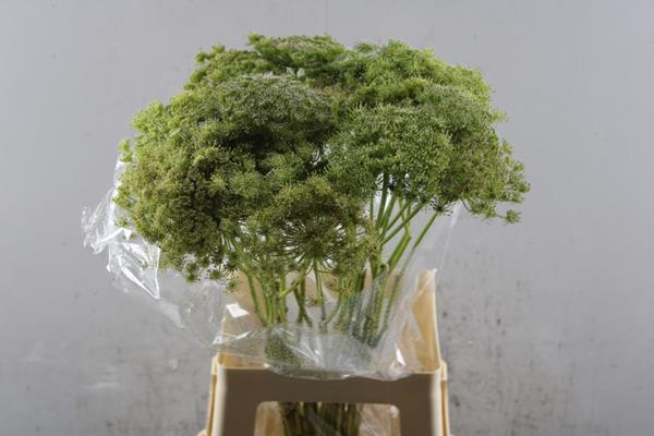 <h4>Ammi Visn Green Mist</h4>