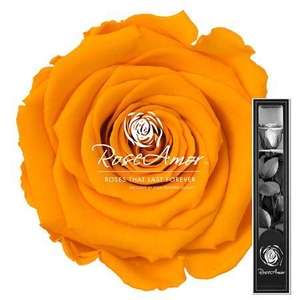 30cm Stem Yel04