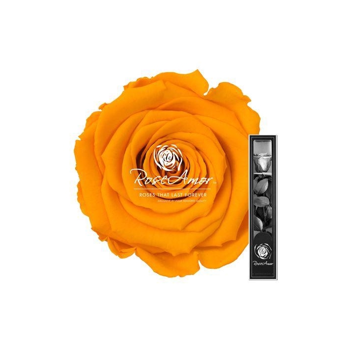 <h4>30cm Stem Yel04</h4>