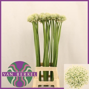 ALLIUM WHITE GIANT