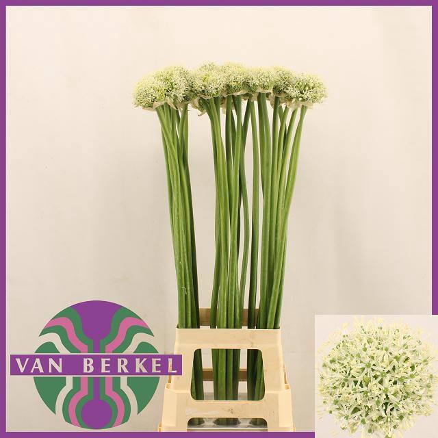 <h4>ALLIUM WHITE GIANT</h4>