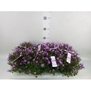Campanula  'Ambella Pink'