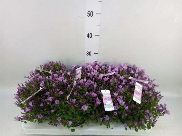 <h4>Campanula  'Ambella Pink'</h4>