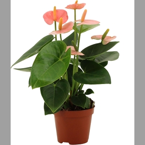 Anthurium andr. 'Spirit'