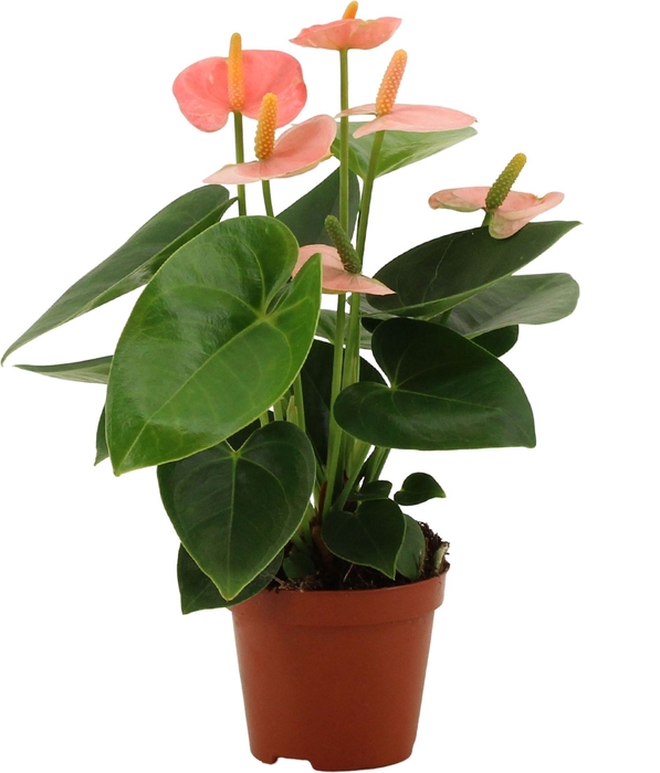 <h4>Anthurium andr. 'Spirit'</h4>