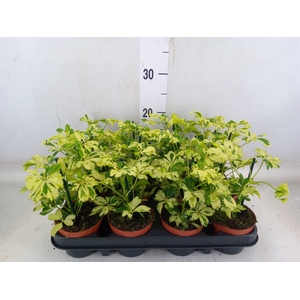 Schefflera arbor. 'Janine'
