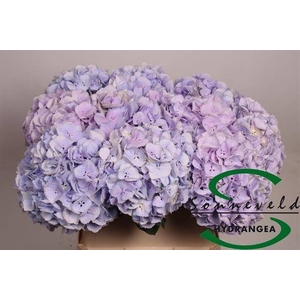 HYDR M CINDERELLA
