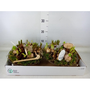 Arr.   Bol/Knolgewas L%