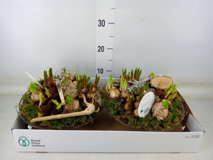 <h4>Arr.   Bol/Knolgewas L%</h4>