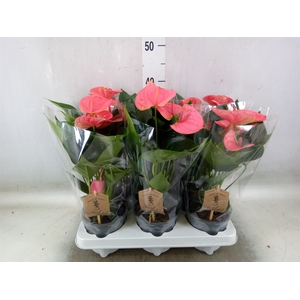 Anthurium andr. 'Sweet Dream'