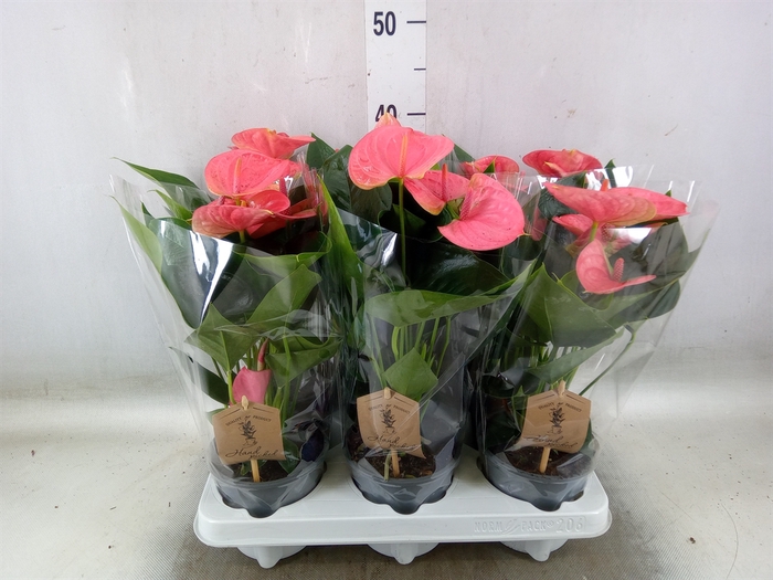 <h4>Anthurium andr. 'Sweet Dream'</h4>