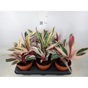 Stromanthe sanguin. 'Triostar'