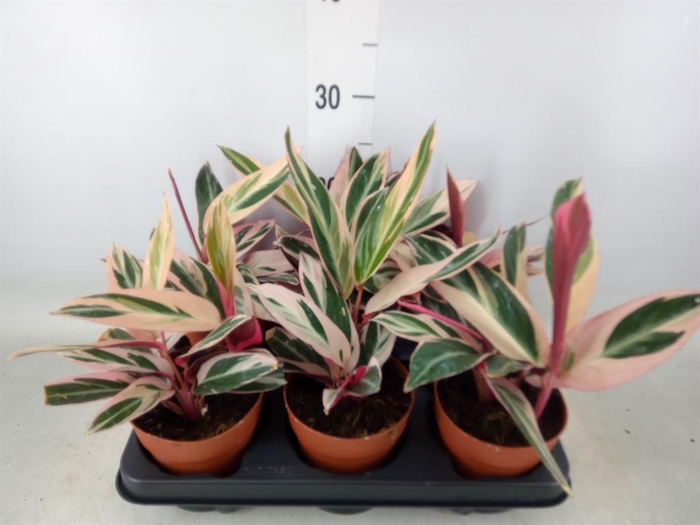 <h4>Stromanthe sanguin. 'Triostar'</h4>