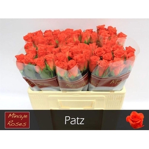 Rosa large patz