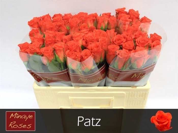 <h4>Rosa large patz</h4>