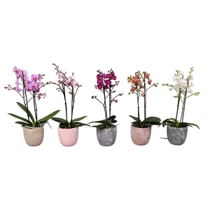 Phal. Multiflora 2-tak mix in keramiek BGC068 stonewash