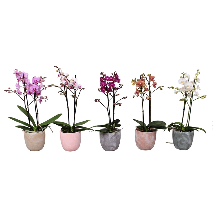 <h4>Phal. Multiflora 2-tak mix in keramiek BGC068 stonewash</h4>