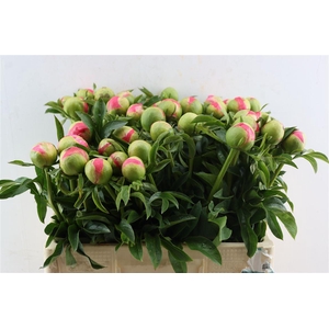 Paeo L Coral Sunset