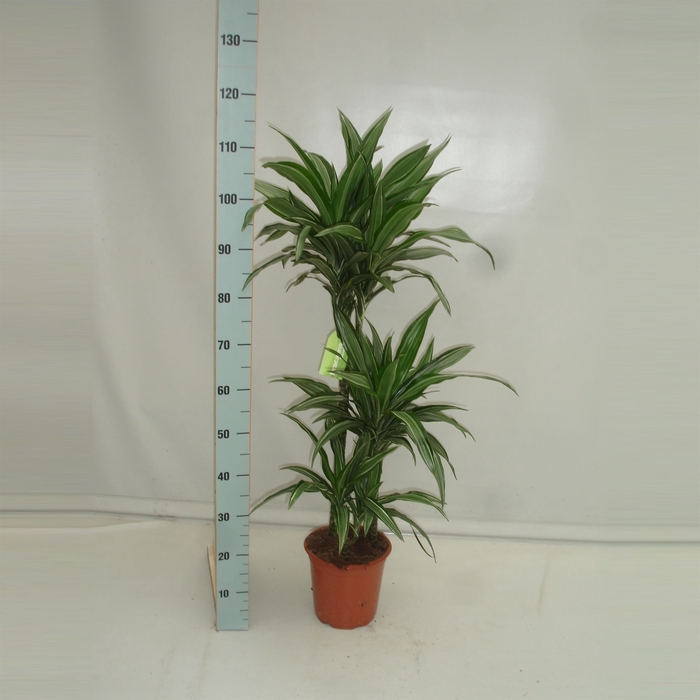 <h4>Dracaena fr de 'Ulises'</h4>