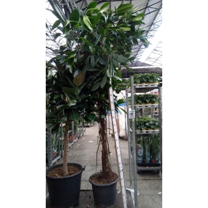 Ficus cyathistipula