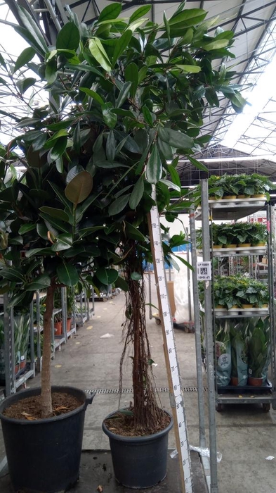 <h4>Ficus cyathistipula</h4>