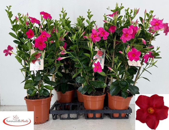 <h4>MANDE SUN EARLY PINK</h4>