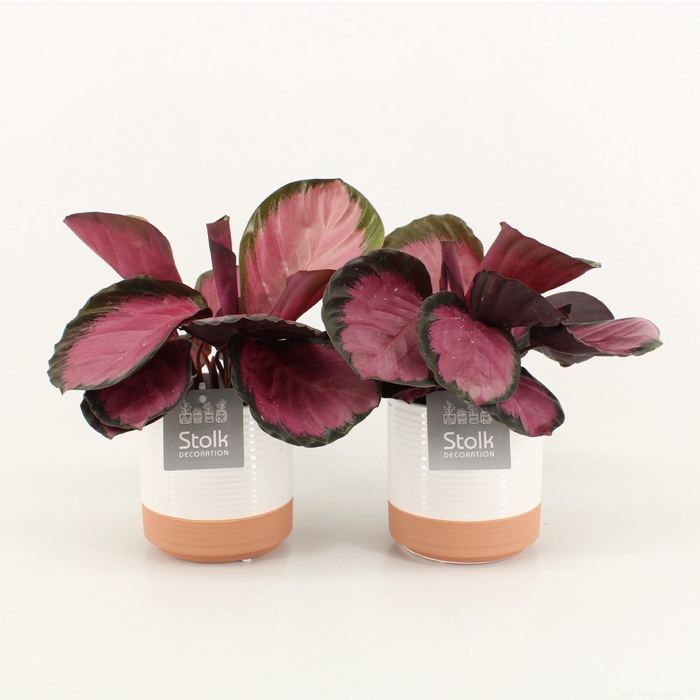 <h4>Calathea Rosso Crimson in Milou Keramiek</h4>