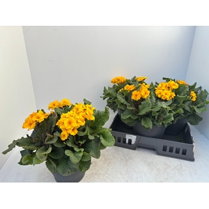 PRIM EL GOL NUG YELL