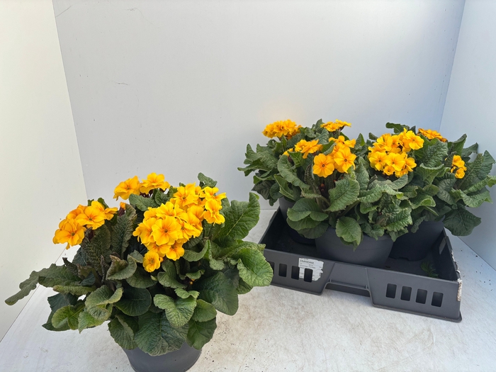 <h4>PRIM EL GOL NUG YELL</h4>