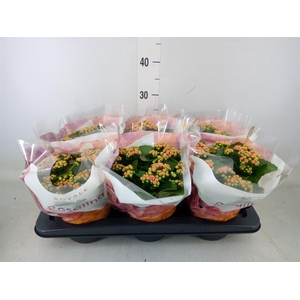 Kalanchoe blos. 'RosDon Alano'