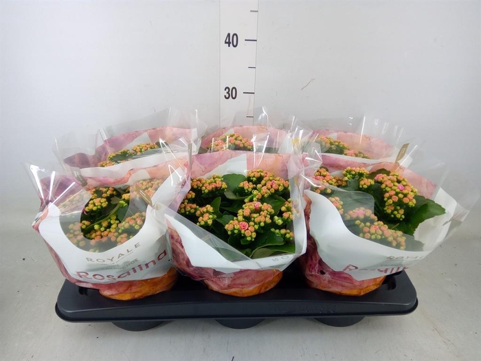 <h4>Kalanchoe blos. 'RosDon Alano'</h4>