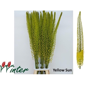 EREMURUS SH YELL SUN