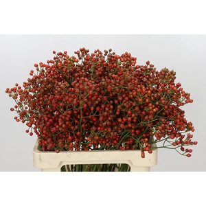 Rozenbottel Autumn Rosefruits gold