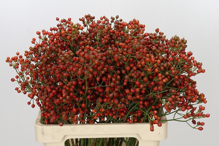 <h4>Rozenbottel Autumn Rosefruits gold</h4>