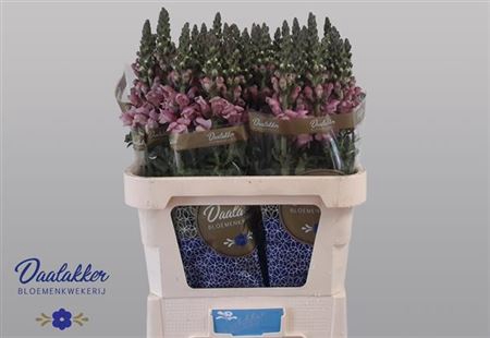 ANTIR MARY LAVENDER