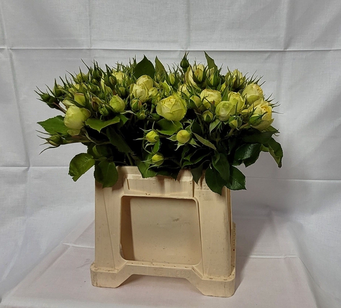 <h4>R TR WEDDING PIANO</h4>