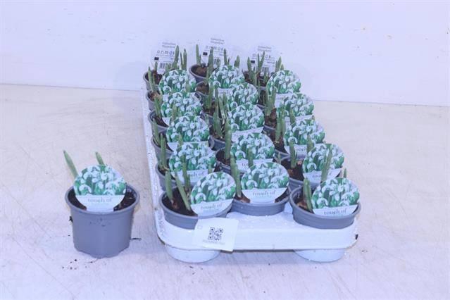 <h4>GALANTHUS HIPPOLYTA</h4>