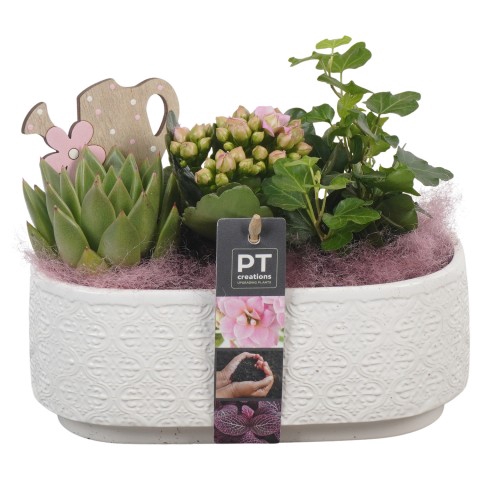 <h4>PTIB6393 Arrangementen kamerplanten</h4>