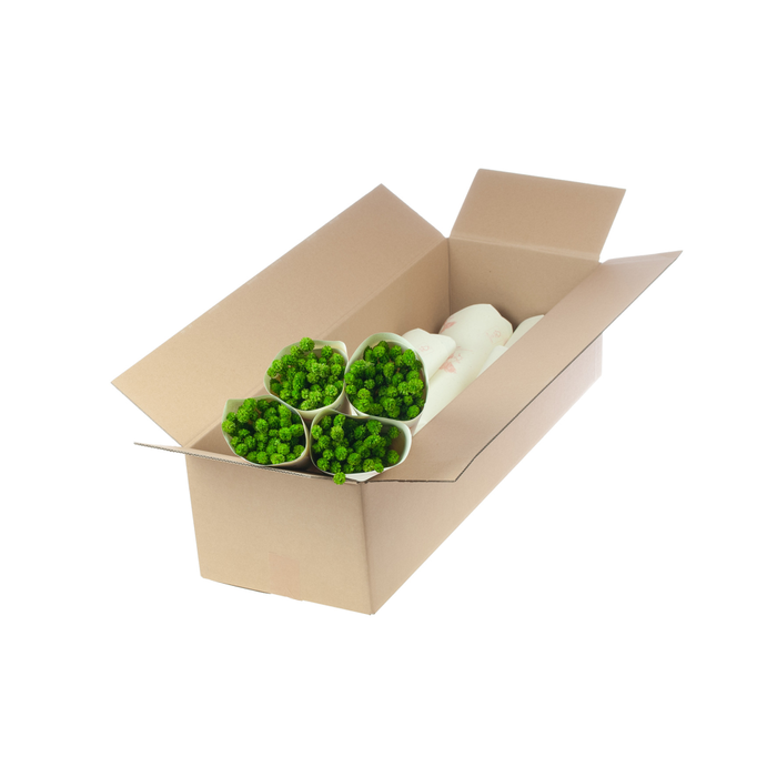 <h4>Phalaris green</h4>