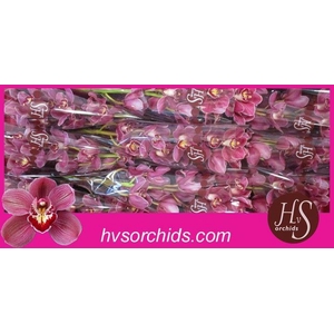 CYMB T MRS PAULINE 60 CM