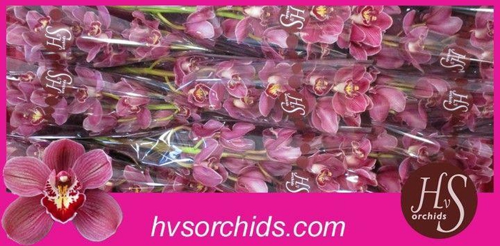 <h4>CYMB T MRS PAULINE 60 CM</h4>