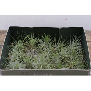 Tillandsia Ionantha Groen X20