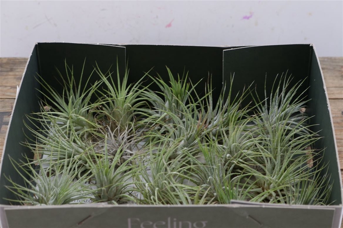 Tillandsia Ionantha Groen X20