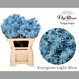 ERYNGIUM SUPERNOVA LIGHT BLUE 60cm