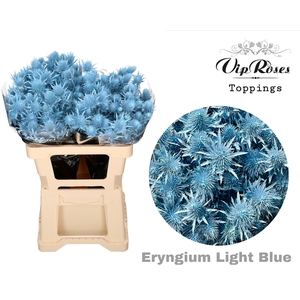 Eryngium Supernova Light Blue 60cm